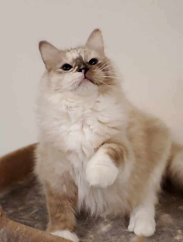 Seal Smoke Mink Tortie Mitted Ragdoll